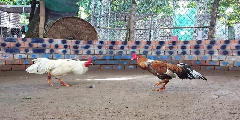 Áp dụng kinh nghiệm giúp nâng cao khả năng phân tích trận đấu